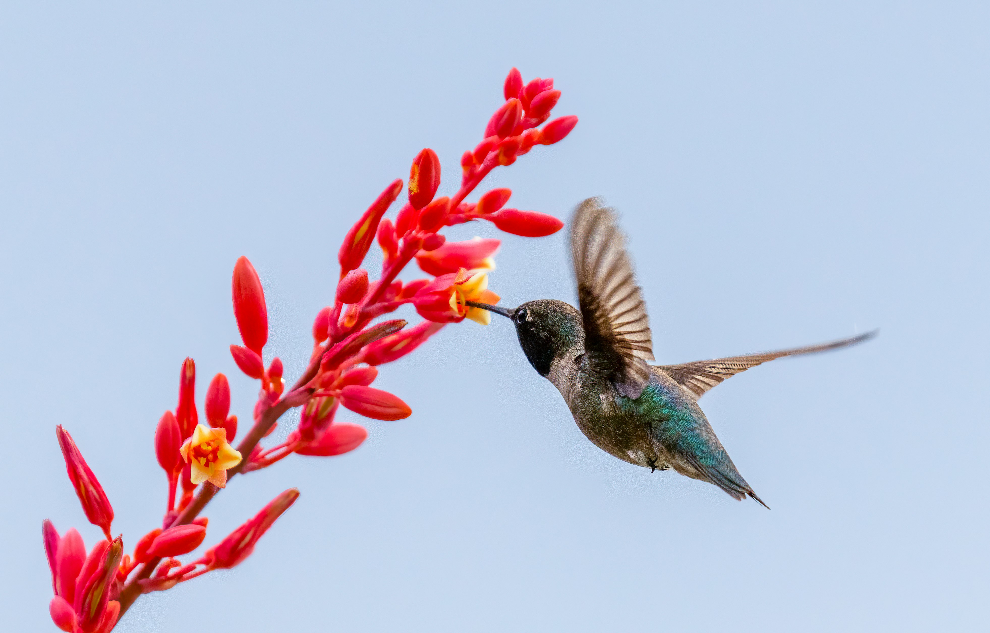 green and brown humming bird flying over red flowers